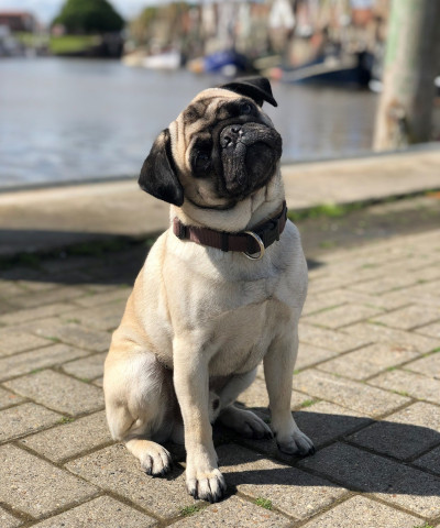 Hund, Frauchen und Herrchen an Bord