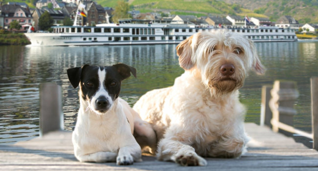 Flusskreuzfahrt mit Hund