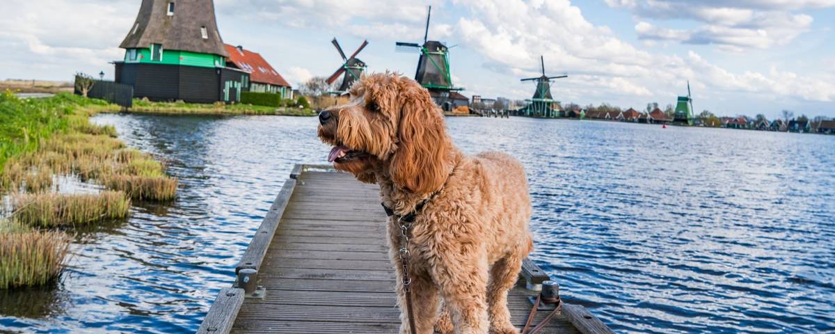 Flusskreuzfahrten mit Hund