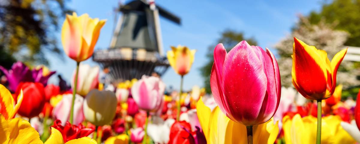 Blumenparadies Keukenhof